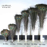 Natural Peacock Tail Feathers – Large Eye DIY Decor for Home, Vase & Wedding (Various Sizes)